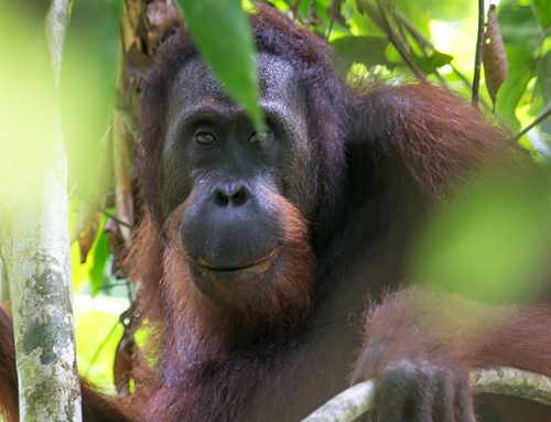 Borneo – Private Safari in the Rainforest